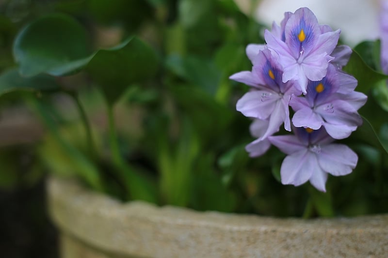 Container Gardening