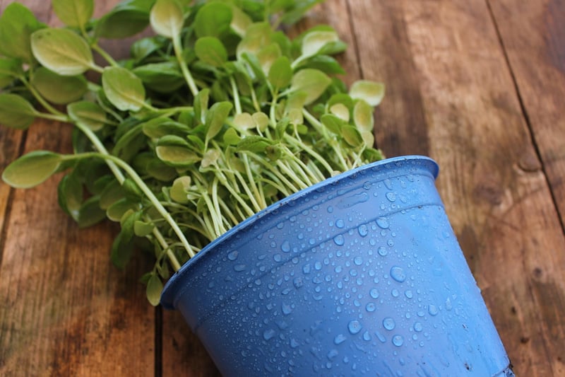 Plant Accessories
