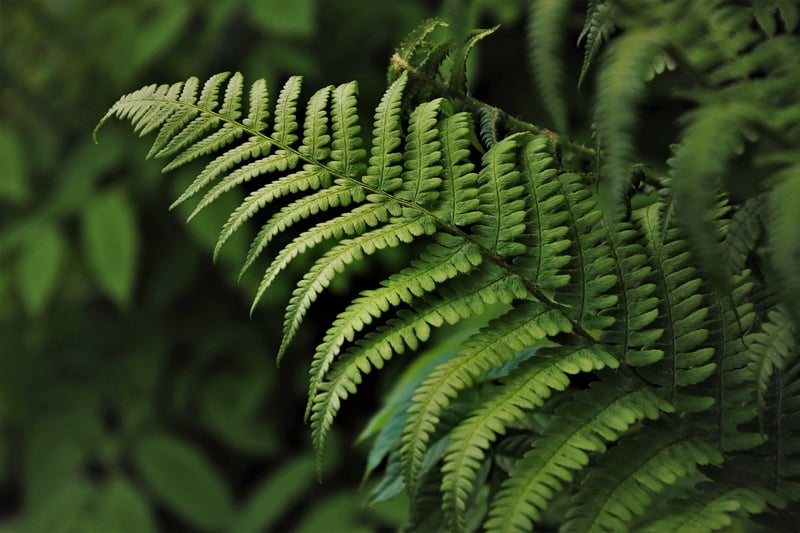 Plant Wall